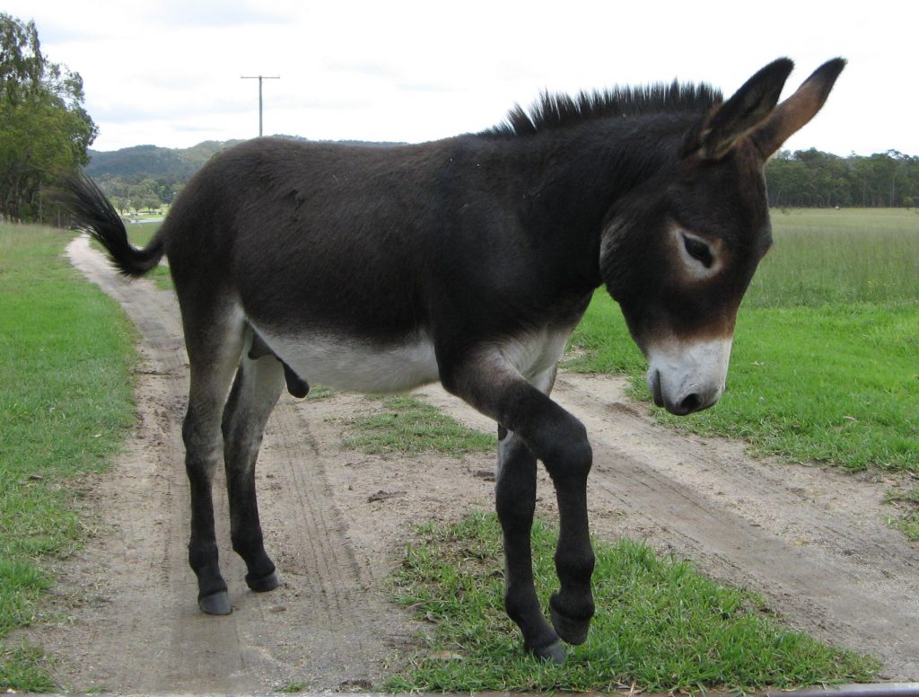 This image has an empty alt attribute; its file name is Donkey-A-1-1024x776.jpg